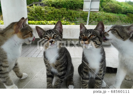 くつろぐ野良猫の幸せ家族 くつろぐ野良猫の幸せ家族 68560111