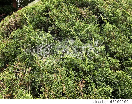 葉の上に張ったクモの巣に雨の雫 葉の上に張ったクモの巣に雨の雫 68560560
