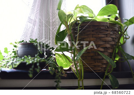 窓辺の観葉植物 窓辺の観葉植物 68560722