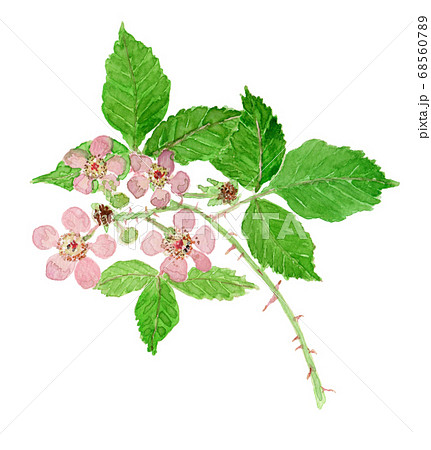 Rubus fruticosus ブラックベリーの花のイラスト素材 [68560789] - PIXTA