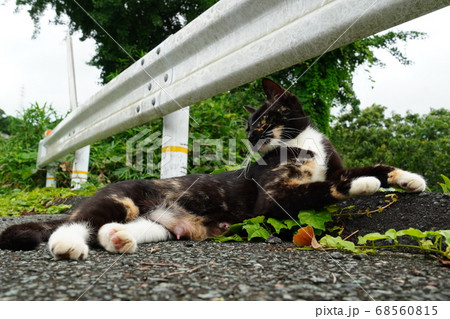 子育て中の野良黒猫 68560815