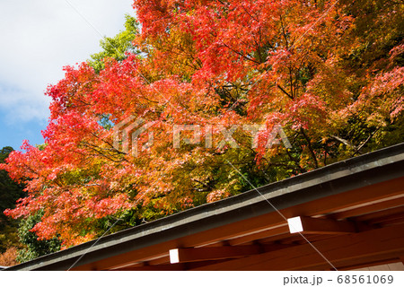 京都 鞍馬寺の紅葉 68561069