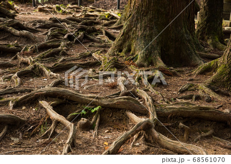 京都 鞍馬寺 京都 鞍馬寺 68561070