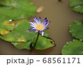 蓮 植物 花びら 68561171
