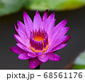 花 蓮 自然 68561176
