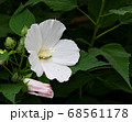 白 葉 万 68561178