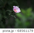 花 花びら 自然 68561179