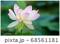 開花 蓮 緑 68561181
