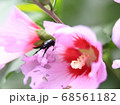 昆虫 虫 春 68561182