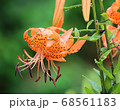 植物 花 ユリ 68561183