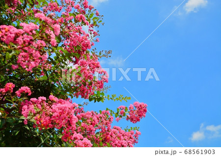 サルスベリの花 68561903