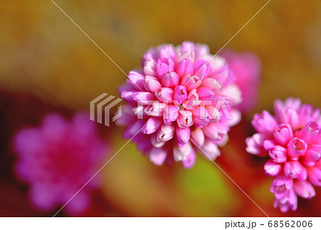 道端に咲いている可愛い花ヒメツルソバの写真素材