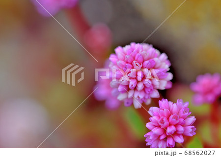 道端に咲いている可愛い花ヒメツルソバの写真素材