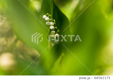 初夏に咲く白く美しいドイツスズラン 花 植物 の写真素材