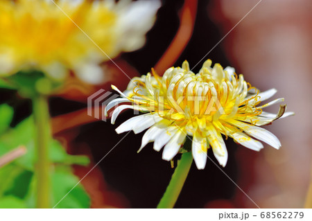 雑草白花タンポポ 雑草白花タンポポ 68562279