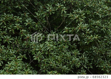 ドングリをつけたアカガシ ドングリをつけたアカガシ 68562323