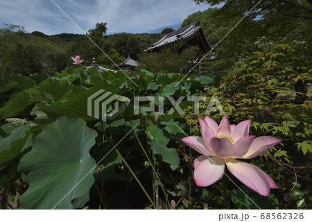 転法輪寺に咲く蓮の花　 68562326