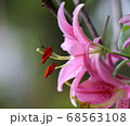 ユリ 花 クローズアップ 68563108