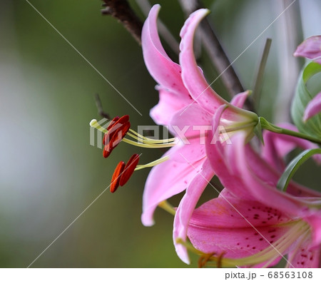 ユリ 花 クローズアップ 68563108