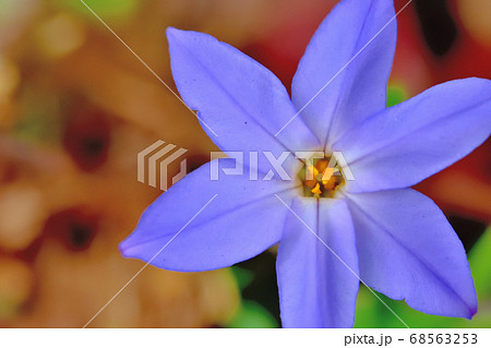春に咲く花ハナニラの写真素材