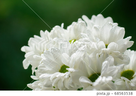 Wet chrysanthemum macro photo Wet chrysanthemum macro photo 68563538