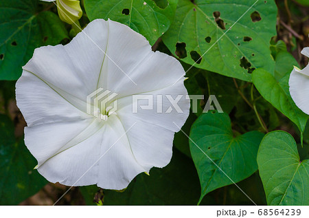 Moonflower (or Ipomoea alba is botanical name) is Blooming in Natural Garden. Moonflower (or Ipomoea alba is botanical name) is Blooming in Natural Garden. 68564239