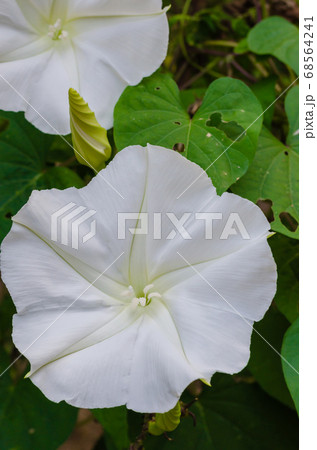 Moonflower (or Ipomoea alba is botanical name) is Blooming in Natural Garden. Moonflower (or Ipomoea alba is botanical name) is Blooming in Natural Garden. 68564241