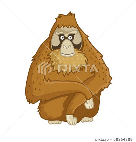 Orangutan monkey. Isolated wild brown ape 68564289