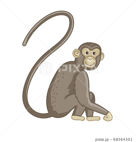 Spider monkey. Isolated wild ape with long tail 68564301