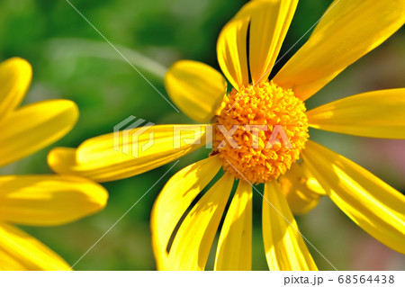 黄色い花 シルクスクリーン AP 1/50（黄色・白系の花束-iLeaf