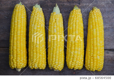 Fresh Organic Corn for Ingredient. 68564500