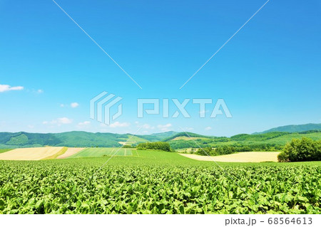 北海道　夏の青空と広い大地 68564613