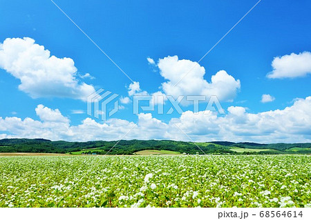 北海道　夏の青空とそばの花畑 68564614