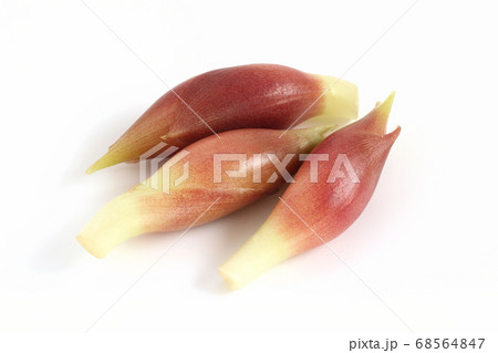 ミョウガ 68564847