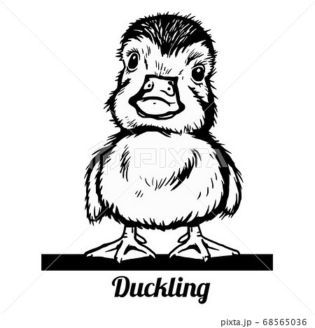 Cute baby duck - Ducking line art vector illustration. 68565036