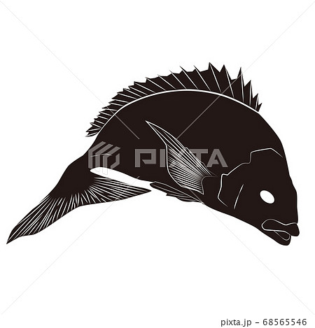 鯛 イラスト 飛び跳ねるのイラスト素材 68565546 Pixta