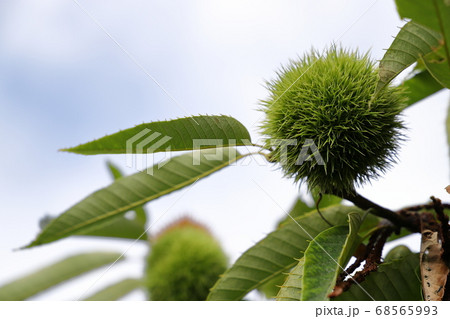 いがぐり いがぐり 68565993