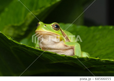 Female of the Italian tree frog (Hyla perrini) sitting on a leaf after a rainy night 68566055