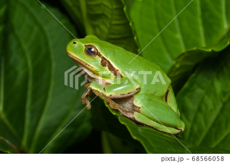 Female of the Italian tree frog (Hyla perrini) sitting on a leaf after a rainy night Female of the Italian tree frog (Hyla perrini) sitting on a leaf after a rainy night 68566058