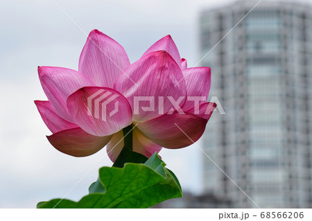 上野 不忍池の蓮の花と高層ビル 上野 不忍池の蓮の花と高層ビル 68566206