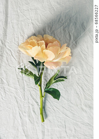 Beautiful peony flower over grey linen table cloth background, top view, 68566227