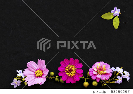colorful flowers ziania elegans, cosmos and purple flowers arrangement flat lay postcard style 68566567