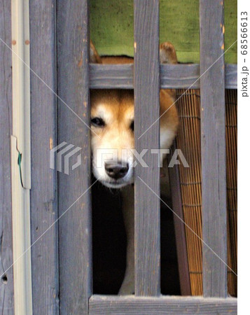 柴犬　格子の隙間からちょこっと顔を出してチラ見 68566613