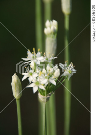 ニラの真っすぐ伸びた茎と清楚な白い花の写真素材