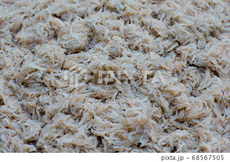 Fresh Shrimp or Krill (or scientific name is Euphausiacea) to Make the Shrimp Paste for Thai Food Ingredient. Fresh Shrimp or Krill (or scientific name is Euphausiacea) to Make the Shrimp Paste for Thai Food Ingredient. 68567505