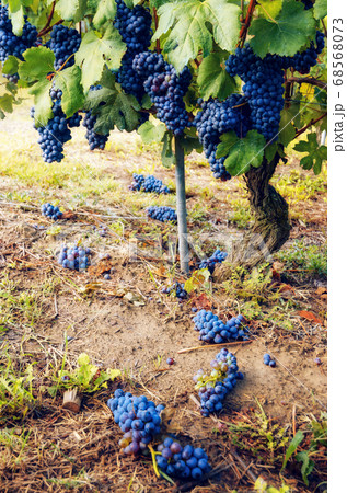 green harvest in the vineyard of barolo (Italy) 68568073