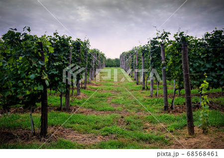 clouds over the vineyards 68568461