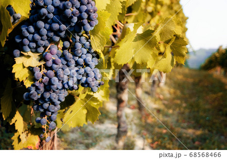 Vineyard with grapes 68568466