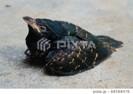 The Asian Koel Bird or Scientific Name is Eudynamys Scolopaceus. 68568476