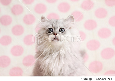 ぽかん顔の猫 ぽかん顔の猫 68569194